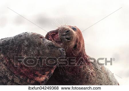 Kegelrobben (Halichoerus grypus), kampfende Bullen, Helgoland, Schleswig-Holstein, Deutschland, Europa View Large Photo Image Stock Photo - Kegelrobben (Halichoerus grypus), kampfende Bullen, Helgoland, Schleswig-Holstein, Deutschland, Europa. Fotosearch
