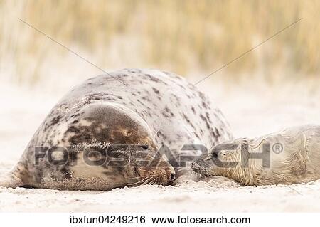 Kegelrobben (Halichoerus grypus), Jungtier mit Muttertier, liebevoll, Helgoland, Schleswig-Holstein, Deutschland, Europa View Large Photo Image Stock Photograph - Kegelrobben (Halichoerus grypus), Jungtier mit Muttertier, liebevoll, Helgoland, Schleswig-Holstein, Deutschland, Europa. Fotosearch
