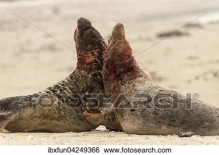 Kegelrobben (Halichoerus grypus), kampfende Bullen, Helgoland, Schleswig-Holstein, Deutschland, Europa View Large Photo Image Stock Photograph - Kegelrobben (Halichoerus grypus), kampfende Bullen, Helgoland, Schleswig-Holstein, Deutschland, Europa. Fotosearch