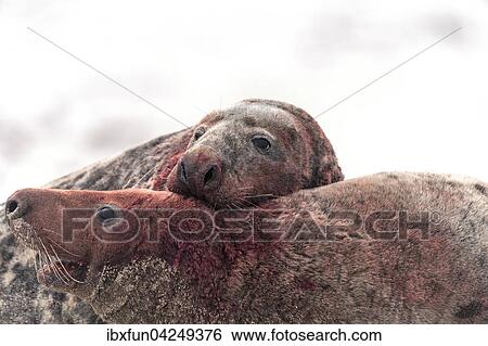 Kegelrobben (Halichoerus grypus), kampfende Bullen, Helgoland, Schleswig-Holstein, Deutschland, Europa View Large Photo Image Stock Photograph - Kegelrobben (Halichoerus grypus), kampfende Bullen, Helgoland, Schleswig-Holstein, Deutschland, Europa. Fotosearch