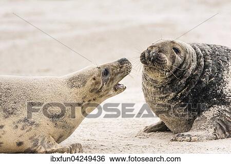 Kegelrobben (Halichoerus grypus), Weibchen interagiert mit Bulle, Helgoland, Schleswig-Holstein, Deutschland, Europa View Large Photo Image Stock Photograph - Kegelrobben (Halichoerus grypus), Weibchen interagiert mit Bulle, Helgoland, Schleswig-Holstein, Deutschland, Europa. Fotosearch