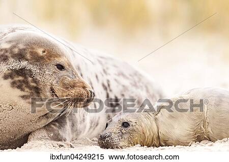 Kegelrobben (Halichoerus grypus), Jungtier mit Muttertier, liebevoll, Helgoland, Schleswig-Holstein, Deutschland, Europa View Large Photo Image Stock Photography - Kegelrobben (Halichoerus grypus), Jungtier mit Muttertier, liebevoll, Helgoland, Schleswig-Holstein, Deutschland, Europa. Fotosearch