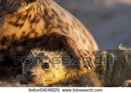 Stock Photography - Kegelrobben (Halichoerus grypus), Jungtier wird von Muttertier beschutzt, liebevoll, Helgoland, Schleswig-Holstein, Deutschland, Europa. Fotosearch