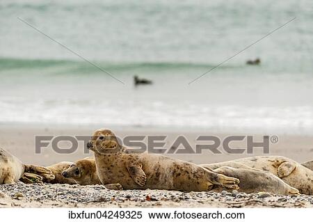 Kegelrobben (Halichoerus grypus), Helgoland, Schleswig-Holstein, Deutschland, Europa View Large Photo Image Stock Photography - Kegelrobben (Halichoerus grypus), Helgoland, Schleswig-Holstein, Deutschland, Europa. Fotosearch