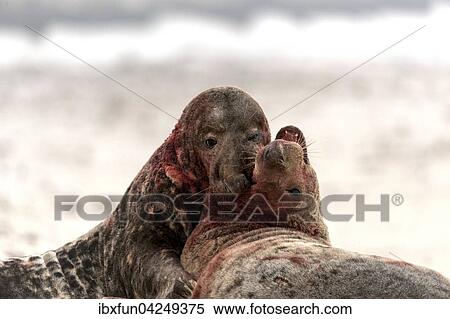 Kegelrobben (Halichoerus grypus), kampfende Bullen, Helgoland, Schleswig-Holstein, Deutschland, Europa View Large Photo Image Stock Photography - Kegelrobben (Halichoerus grypus), kampfende Bullen, Helgoland, Schleswig-Holstein, Deutschland, Europa. Fotosearch