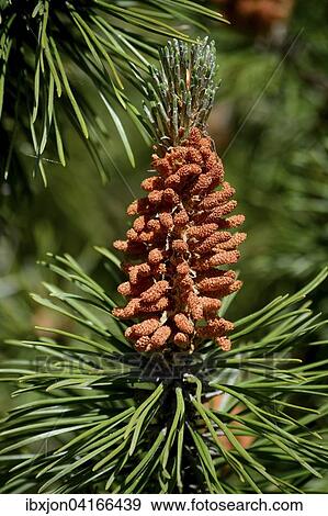 Kiefernblute, Kiefer (Pinus sp. ), Schweden, Europa View Large Photo Image Stock Photo - Kiefernblute, Kiefer (Pinus sp. ), Schweden, Europa. Fotosearch