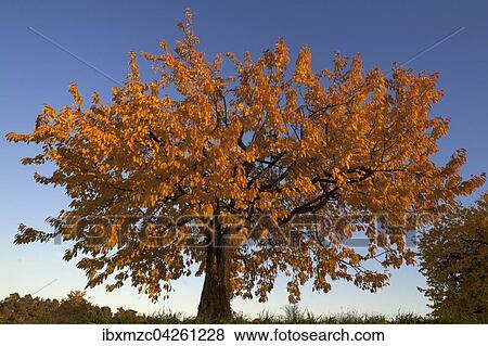 Stock Photo - Kirschbaum (Prunus avium) in Herbstfarbung, blauer Himmel, Mittelfranken, Bayern, Deutschland, Europa. Fotosearch