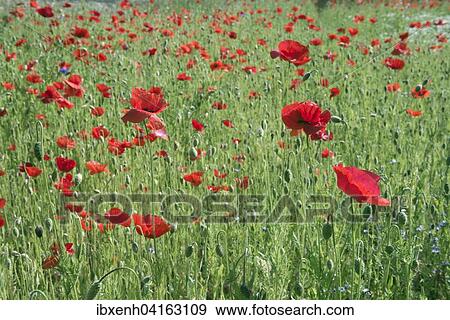 Stock Photo - Klatschmohn (Papaver rhoeas) auf Wiese, Emsland, Niedersachsen, Deutschland, Europa. Fotosearch