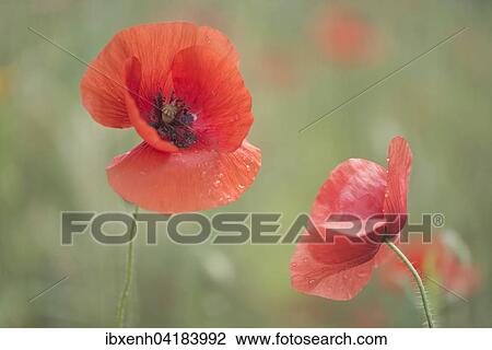 Klatschmohn (Papaver rhoeas), Emsland, Niedersachsen, Deutschland, Europa View Large Photo Image Stock Image - Klatschmohn (Papaver rhoeas), Emsland, Niedersachsen, Deutschland, Europa. Fotosearch