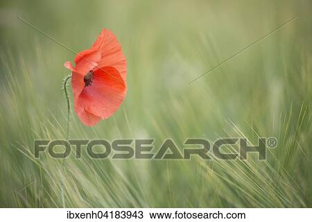 Klatschmohn (Papaver rhoeas) im Gerstenfeld, Emsland, Niedersachsen, Deutschland, Europa View Large Photo Image Stock Image - Klatschmohn (Papaver rhoeas) im Gerstenfeld, Emsland, Niedersachsen, Deutschland, Europa. Fotosearch