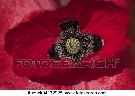 Klatschmohn (Papaver rhoeas), Baden-Wurttemberg, Deutschland, Europa View Large Photo Image Stock Photography - Klatschmohn (Papaver rhoeas), Baden-Wurttemberg, Deutschland, Europa. Fotosearch