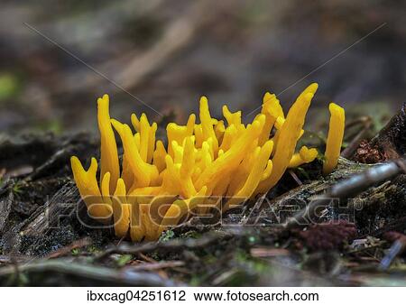 Stock Image - Klebriger Hornling (Calocera viscosa), Henne, Region Syddanmark, Danemark, Europa. Fotosearch