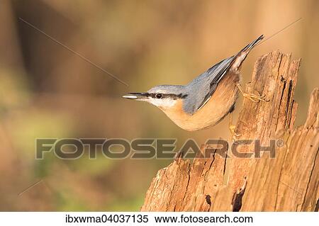 Kleiber (Sitta europaea) auf altem Baumstamm, Deutschland, Europa View Large Photo Image Stock Photography - Kleiber (Sitta europaea) auf altem Baumstamm, Deutschland, Europa. Fotosearch