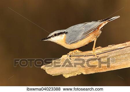 Stock Photo - Kleiber (Sitta europaea), Hessen, Deutschland, Europa. Fotosearch