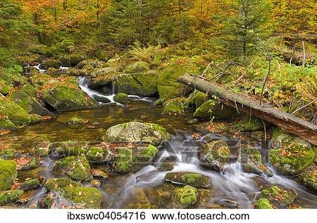 Stock Photograph - Kleine Ohe, Bachlauf im herbstlichen Wald zwischen mit Moos bewachsenen Felsen, Nationalpark Bayerischer Wald, Bayern, Deutschland, Europa. Fotosearch