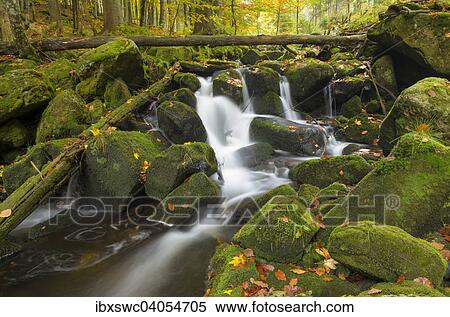 Kleine Ohe, Bachlauf zwischen mit Moos bewachsenen Felsen, Herbst, Nationalpark Bayerischer Wald, Bayern, Deutschland, Europa View Large Photo Image Stock Photography - Kleine Ohe, Bachlauf zwischen mit Moos bewachsenen Felsen, Herbst, Nationalpark Bayerischer Wald, Bayern, Deutschland, Europa. Fotosearch