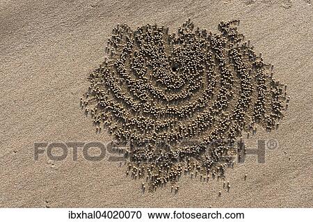 Kleine Sandkugelchen um das Wohnloch einer Sandkrabbe, Strand von Nagpali, Myanmar, Asien View Large Photo Image Stock Image - Kleine Sandkugelchen um das Wohnloch einer Sandkrabbe, Strand von Nagpali, Myanmar, Asien. Fotosearch