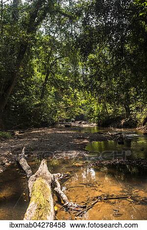 Kleiner Bach im Dschungel, Kuala Tahan, Nationalpark Taman Negara, Malaysia, Asien View Large Photo Image Stock Photo - Kleiner Bach im Dschungel, Kuala Tahan, Nationalpark Taman Negara, Malaysia, Asien. Fotosearch