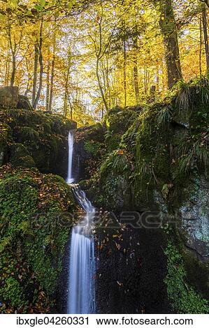 Kleiner Bach in einem herbstlichen Buchenwald (Fagus sylvatica) am Kandel, Schwarzwald, Freiburg, Baden-Wurttemberg, Deutschland, Europa View Large Photo Image Stock Image - Kleiner Bach in einem herbstlichen Buchenwald (Fagus sylvatica) am Kandel, Schwarzwald, Freiburg, Baden-Wurttemberg, Deutschland, Europa. Fotosearch