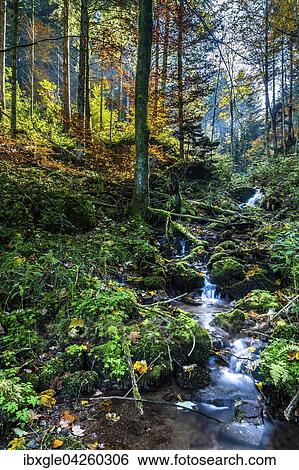 Stock Photograph - Kleiner Bach in einem herbstlichen Buchenwald (Fagus sylvatica) am Kandel, Schwarzwald, Freiburg, Baden-Wurttemberg, Deutschland, Europa. Fotosearch