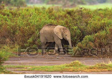 Kleiner Elefant Loxodonta Africana Jungtier Im Fruhen Morgenlicht Amboseli Nationalpark Kenia Afrika Stock Image Ibxusk Fotosearch