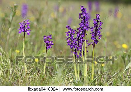 Stock Image - Kleines Knabenkraut (Orchis morio), Blutenstande, Hessen, Deutschland, Europa. Fotosearch