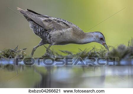 Kleines Sumpfhuhn (Porzana parva), Mannchen, lauft uber Wasserpflanzen, Nationalpark Kiskunsag, Ungarn, Europa View Large Photo Image Stock Image - Kleines Sumpfhuhn (Porzana parva), Mannchen, lauft uber Wasserpflanzen, Nationalpark Kiskunsag, Ungarn, Europa. Fotosearch