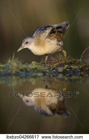 Kleines Sumpfhuhn (Porzana parva), Weibchen, im ersten Licht, lauft uber Wasserpflanzen, Nationalpark Kiskunsag, Ungarn, Europa View Large Photo Image Stock Photo - Kleines Sumpfhuhn (Porzana parva), Weibchen, im ersten Licht, lauft uber Wasserpflanzen, Nationalpark Kiskunsag, Ungarn, Europa. Fotosearch