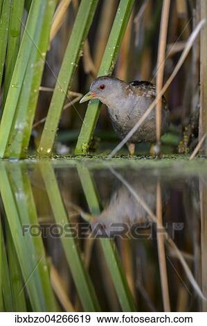 Stock Photo - Kleines Sumpfhuhn (Porzana parva), Mannchen, im ersten Licht, versteckt sich im Schilf, Nationalpark Kiskunsag, Ungarn, Europa. Fotosearch