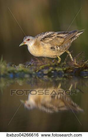 Stock Photograph - Kleines Sumpfhuhn (Porzana parva), Weibchen, im ersten Licht, lauft uber Wasserpflanzen, Nationalpark Kiskunsag, Ungarn, Europa. Fotosearch