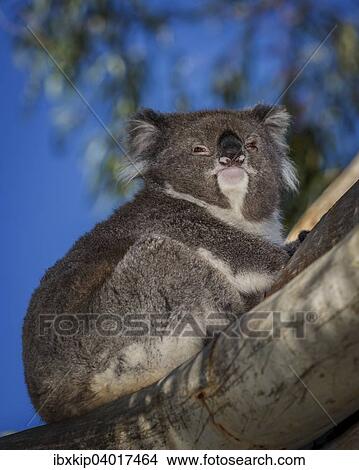 Picture - Koala (Phascolarctos cinereus), Alttuer ruht in Baum, South Australia, Australien, Ozeanien. Fotosearch