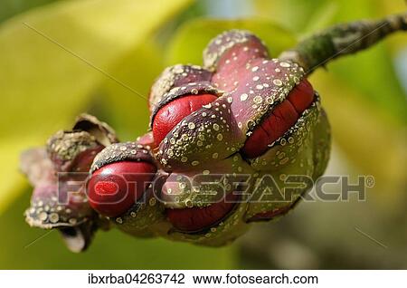 Kobushi-Magnolie (Magnolia kobus), rote Samen in Balgfrucht oder Streufrucht, Nordrhein-Westfalen, Deutschland, Europa View Large Photo Image Stock Image - Kobushi-Magnolie (Magnolia kobus), rote Samen in Balgfrucht oder Streufrucht, Nordrhein-Westfalen, Deutschland, Europa. Fotosearch