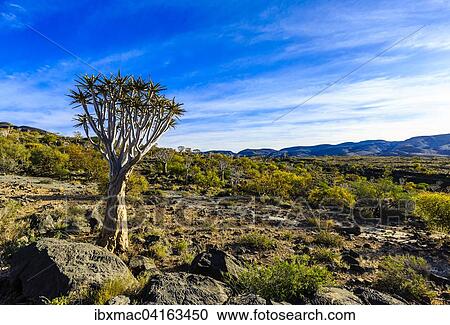 Stock Image - Kocherbaum (Aloe dichotoma), Kocherbaumwald, Naukluft, Namibia, Afrika. Fotosearch