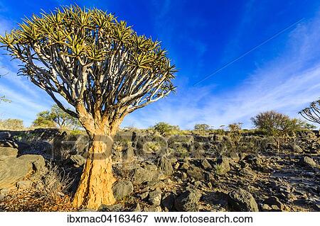Kocherbaum (Aloe dichotoma), Kocherbaumwald, Naukluft, Namibia, Afrika View Large Photo Image Stock Photo - Kocherbaum (Aloe dichotoma), Kocherbaumwald, Naukluft, Namibia, Afrika. Fotosearch