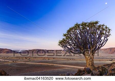 Kocherbaum (Aloe dichotoma) vor dem Rooirand Gebirge, Tirasberge, Namibia, Afrika View Large Photo Image Stock Image - Kocherbaum (Aloe dichotoma) vor dem Rooirand Gebirge, Tirasberge, Namibia, Afrika. Fotosearch