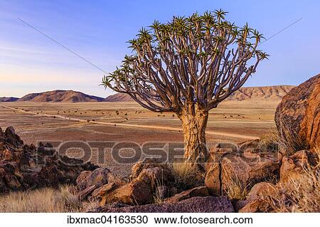 Kocherbaum (Aloe dichotoma) vor dem Rooirand Gebirge, Tirasberge, Namibia, Afrika View Large Photo Image Stock Image - Kocherbaum (Aloe dichotoma) vor dem Rooirand Gebirge, Tirasberge, Namibia, Afrika. Fotosearch