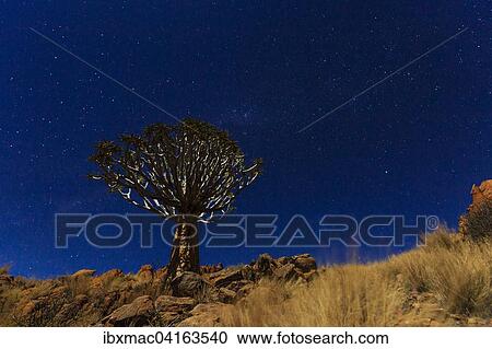Kocherbaum (Aloe dichotoma) vor dem Sternenhimmel bei Nacht, Tirasberge, Namibia, Afrika View Large Photo Image Stock Image - Kocherbaum (Aloe dichotoma) vor dem Sternenhimmel bei Nacht, Tirasberge, Namibia, Afrika. Fotosearch