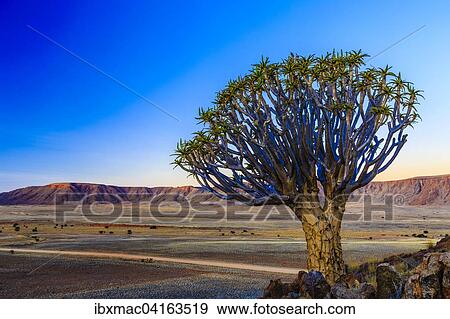 Kocherbaum (Aloe dichotoma) vor dem Rooirand Gebirge im Abendlicht, Tirasberge, Namibia, Afrika View Large Photo Image Stock Photo - Kocherbaum (Aloe dichotoma) vor dem Rooirand Gebirge im Abendlicht, Tirasberge, Namibia, Afrika. Fotosearch