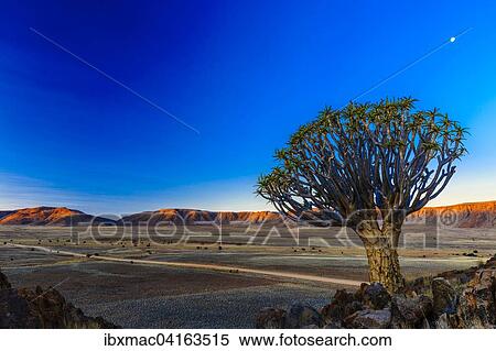 Kocherbaum (Aloe dichotoma) vor dem Rooirand Gebirge im Abendlicht, Tirasberge, Namibia, Afrika View Large Photo Image Stock Photography - Kocherbaum (Aloe dichotoma) vor dem Rooirand Gebirge im Abendlicht, Tirasberge, Namibia, Afrika. Fotosearch