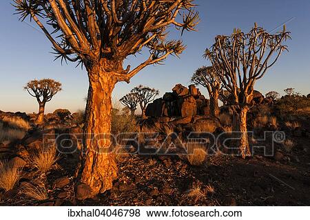 Kocherbaumwald, Kocherbaume (Aloe dichotoma) Farm Garas, Morgenlicht, bei Keetmanshop, Namibia, Afrika View Large Photo Image Stock Photo - Kocherbaumwald, Kocherbaume (Aloe dichotoma) Farm Garas, Morgenlicht, bei Keetmanshop, Namibia, Afrika. Fotosearch