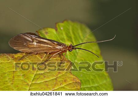 Kocherfliege (Chaetopteryx villosa) sonnt sich auf einem Blatt, Baden-Wurttemberg, Deutschland, Europa View Large Photo Image Stock Image - Kocherfliege (Chaetopteryx villosa) sonnt sich auf einem Blatt, Baden-Wurttemberg, Deutschland, Europa. Fotosearch