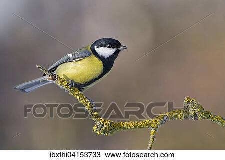 Kohlmeise (Parus major) auf Ast, Mittelelbe, Sachsen-Anhalt View Large Photo Image Stock Image - Kohlmeise (Parus major) auf Ast, Mittelelbe, Sachsen-Anhalt. Fotosearch
