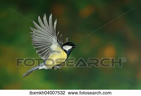 Kohlmeise (Parus major) im Flug, Hessen, Deutschland, Europa View Large Photo Image Stock Image - Kohlmeise (Parus major) im Flug, Hessen, Deutschland, Europa. Fotosearch