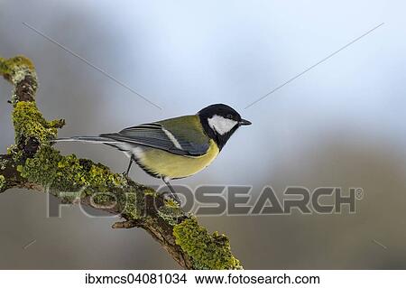 Kohlmeise (Parus major) im Winter, Hessen, Deutschland, Europa View Large Photo Image Picture - Kohlmeise (Parus major) im Winter, Hessen, Deutschland, Europa. Fotosearch