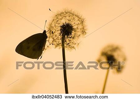 Kohlweissling (Pieris rapae crucivora) auf einer Lowenzahnblute (Taraxacum) im Gegenlicht View Large Photo Image Stock Image - Kohlweissling (Pieris rapae crucivora) auf einer Lowenzahnblute (Taraxacum) im Gegenlicht. Fotosearch