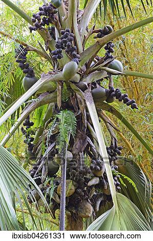 Stock Image - Kokosnusse, Coco de Mer, an der Seychellenpalme (Lodoicea maldivica), Insel Mahe, Seychellen, Afrika. Fotosearch