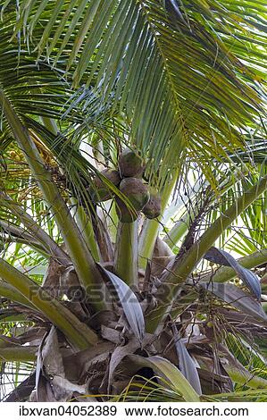 Kokospalme (Cocos nucifera), Santo Domingo, Dominikanische Republik, Nordamerika View Large Photo Image Stock Photo - Kokospalme (Cocos nucifera), Santo Domingo, Dominikanische Republik, Nordamerika. Fotosearch