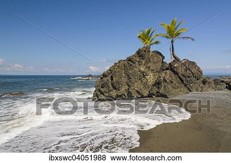 Stock Photo - Kokospalmen (Cocos nucifera) auf Felsen am Strand, Golfo Dulce, Provinz Puntarenas, Costa Rica, Nordamerika. Fotosearch