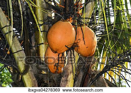 Kokuspalme (Cocos nucifera) mit reifen Kokosnussen, Choco Regenwald, Ecuador, Sudamerika View Large Photo Image Stock Photo - Kokuspalme (Cocos nucifera) mit reifen Kokosnussen, Choco Regenwald, Ecuador, Sudamerika. Fotosearch