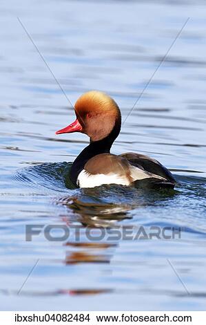 Picture - Kolbenente (Netta rufina), Erpel im Prachtkleid, Vierwaldstattersee, Schweiz, Europa. Fotosearch